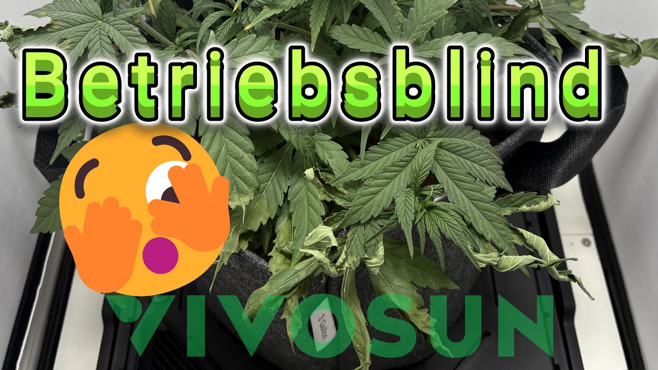 Hätte ich das früher gewusst! VIVOSUN VGROW Growbox Test 🌱 Autoflower fast vertrocknet...