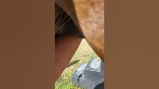 Removing a large horse bean while sheath cleaning a horse
