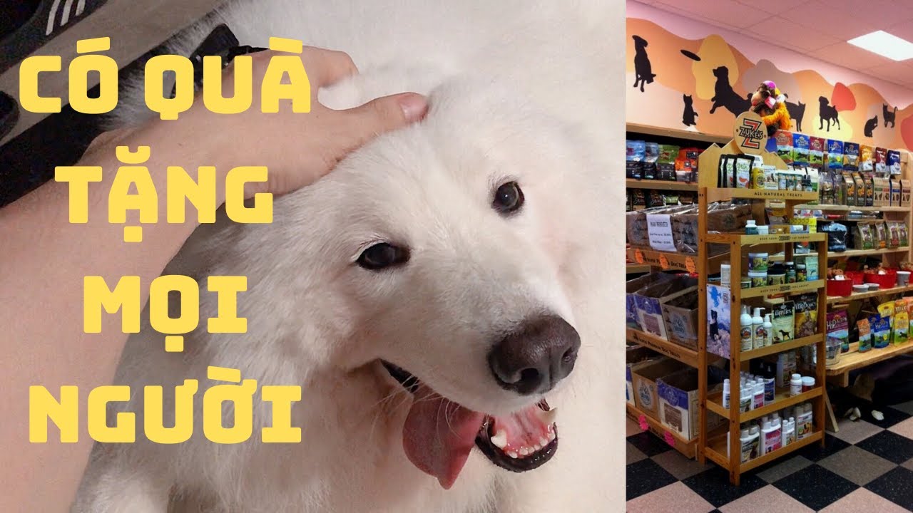 cửa hàng thú cưng tphcm  New  Anh Ba Na chuẩn bị mở cửa hàng cho thú cưng như thế nào? (Anh Ba Na Pet House)