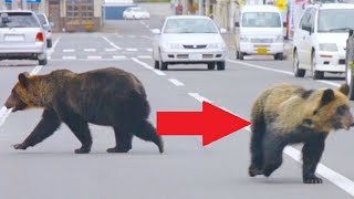 Top 10 Wild Animals That ESCAPED From The Zoo by Top 10 1,404 views 3 years ago 10 minutes, 15 seconds