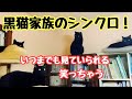 黒猫家族のシンクロ！野良猫くーちゃん