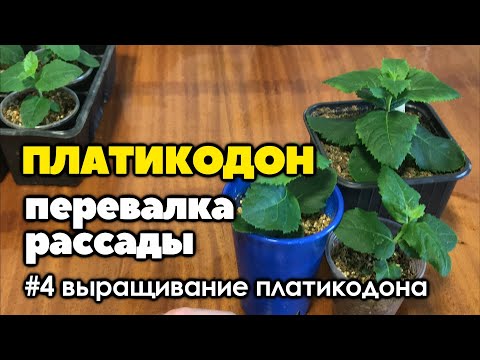 #4 Перевалка рассады платикодона | Как вырастить платикодон из семян | 2021 год