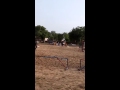 Horse Show jumping By Bhawani Singh Bhati