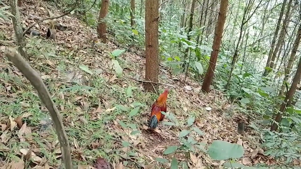 Bẫy gà rừng miền Bắc 8/3 mà hơi đen tý 