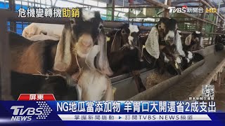 飼料暴漲 畜牧業急用NG地瓜養羊 意外省錢又肉質升級TVBS新聞