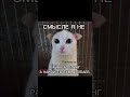Don T Buy Shawarma Cats Meme Voiceover 
