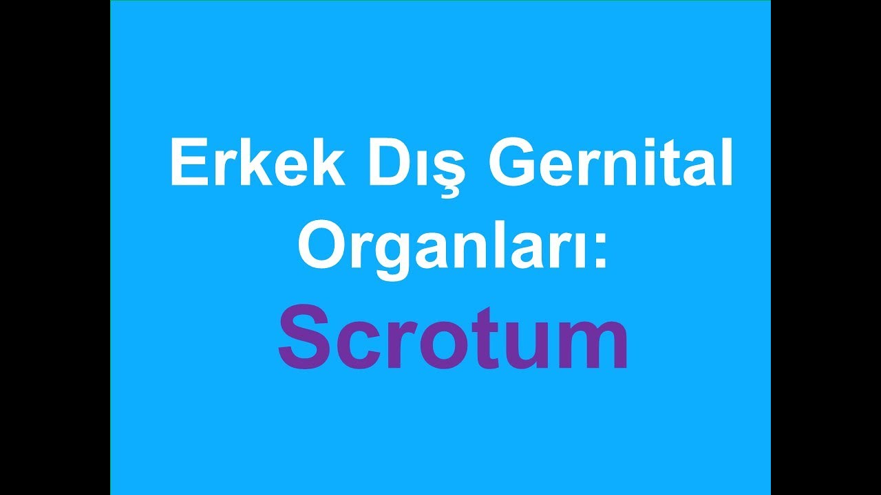 6. Мужские наружные репродуктивные органы: мошонка YAYDAR