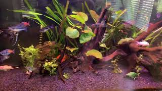 130 gallon fish tank by FrostBent 66 views 5 years ago 1 minute, 13 seconds