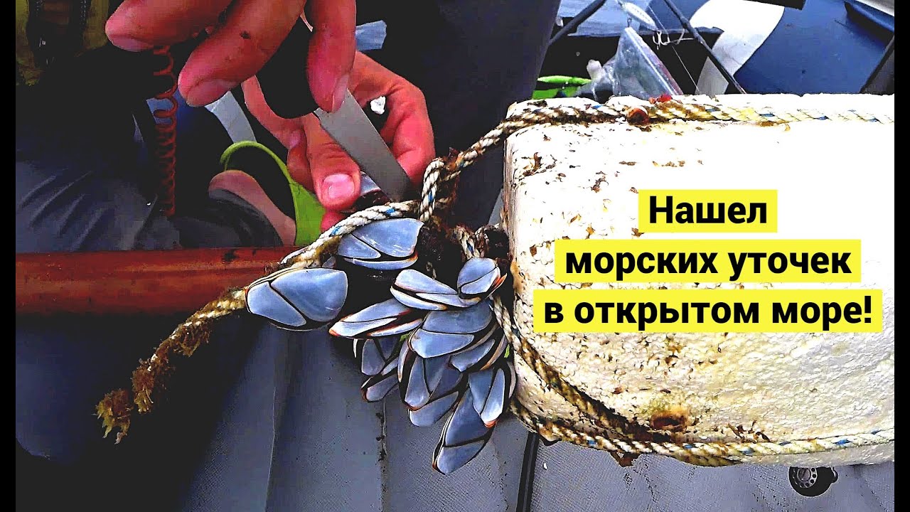 Чистое везение! Нашел морских уточек в открытом море!