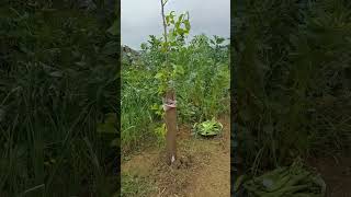 Bahçemiz Ekim Dikime Hazır