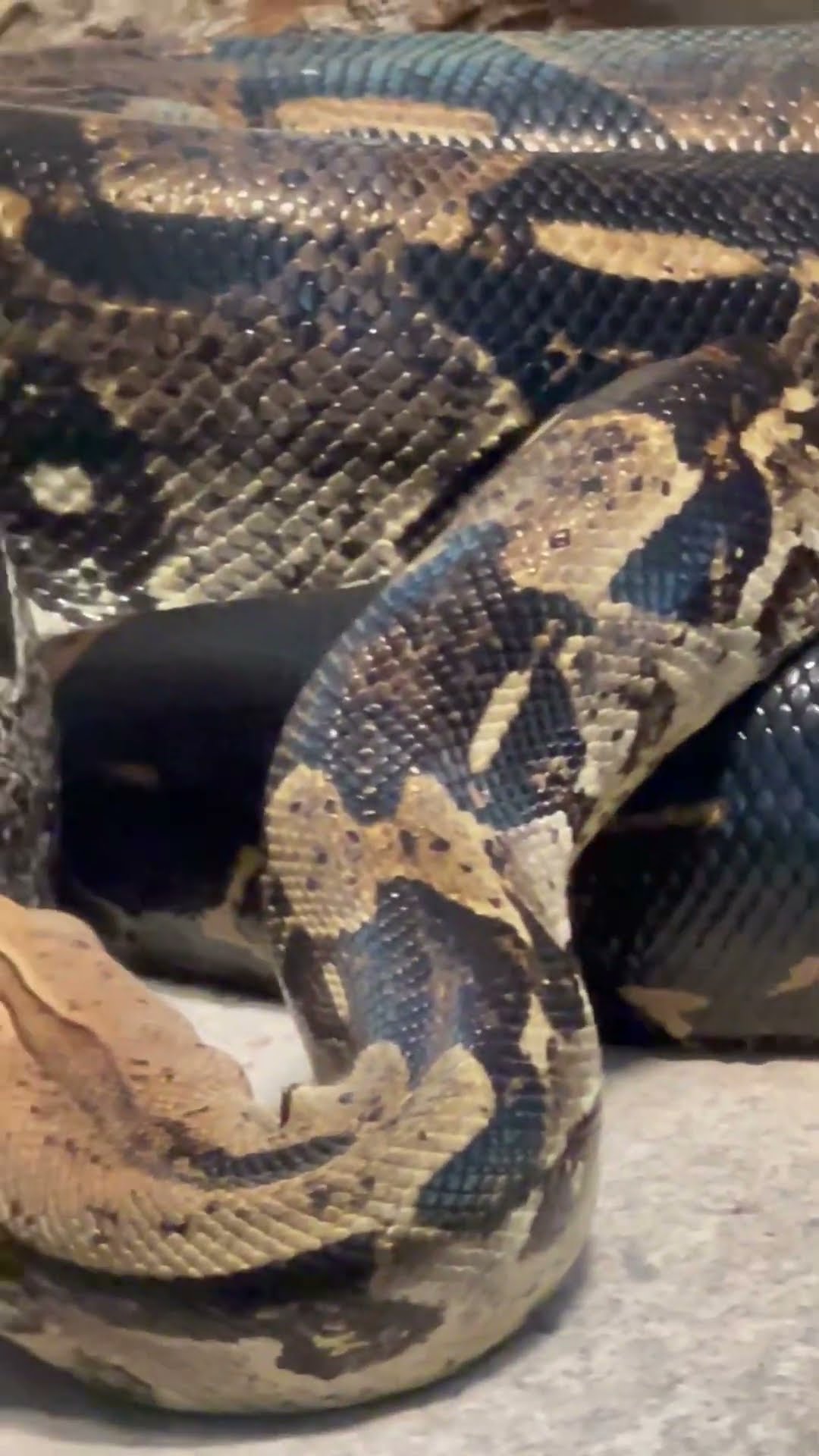 Fascinating Snake Coming