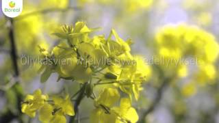 Vaihtoehtoja Öljy- Ja Palkokasvien Viljelyyn