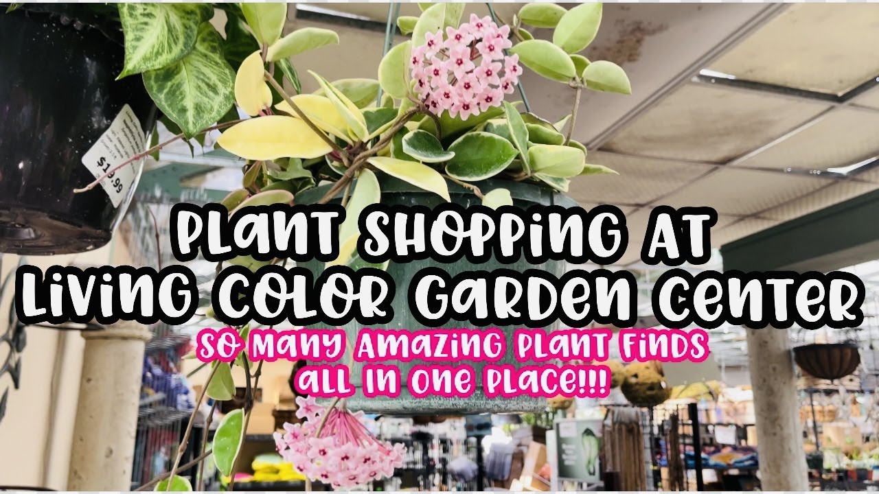 Plant Shopping & Haul at Living Color Garden Center || SO MANY AMAZING PLANTS ALL IN ONE PLACE!!!