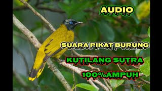 suara pikat burung kutilang sutra terbaru paling ampuh