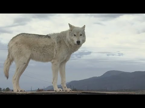 Vídeo: Out of Africa Wildlife Park Wildlife Refuge no Arizona