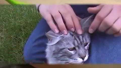 Tick Twister Official Video