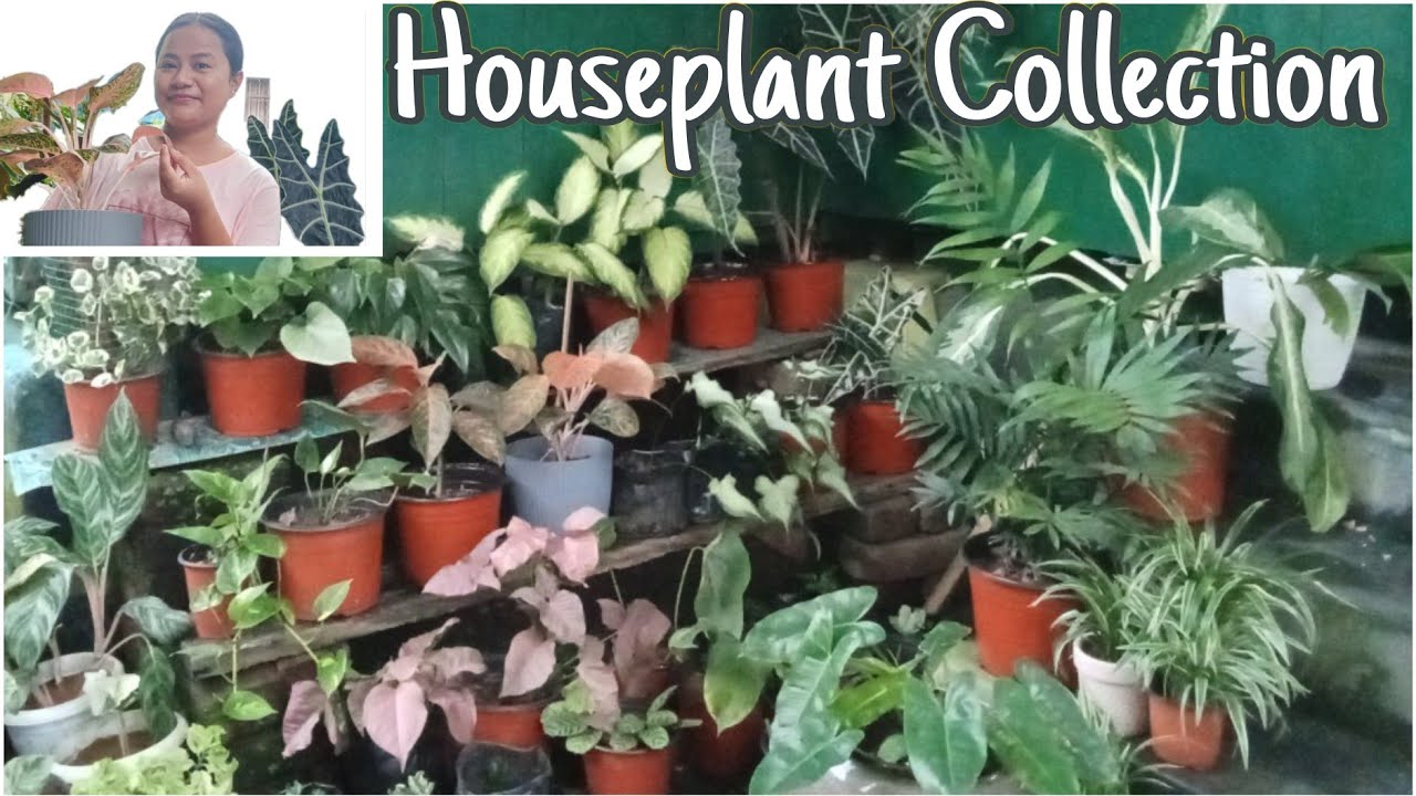 || Vlog 38 || Damn right, I'm addicted to Plants🌱 