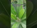 Introduction  origin  and importance  of  Plumeria  alba  (Champa)