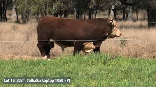 Lot 16, 2024, Talbalba Laptop T050 S