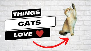 Top 7 Things Cats Love — Top 10 Wizard by Top 10 Wizard 138 views 1 year ago 5 minutes, 43 seconds