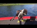 Eagle Save 2016