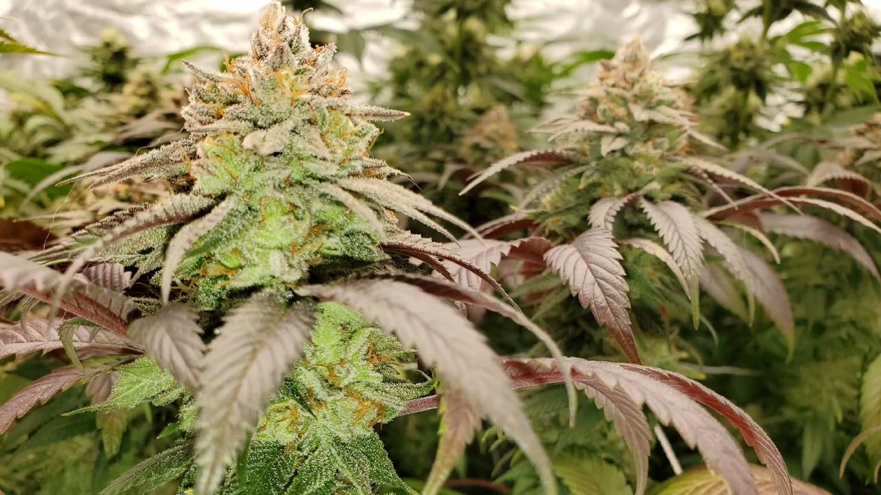 Wk8 🍇🍒🍊💨 