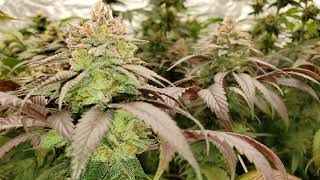 Wk8 🍇🍒🍊💨 @indoorpromisedland @hempwithgg @educationwiththegrowboss6586 @NUGGY-420-A.D.E.D