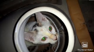 #cat #greeneeyes #kityymobile  my cat eyes is green color ||  @kittymobile