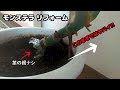 まるで里芋な観葉植物モンステラ再生方法!放置すると倒れるし根が絡むのでこうやってみたら。