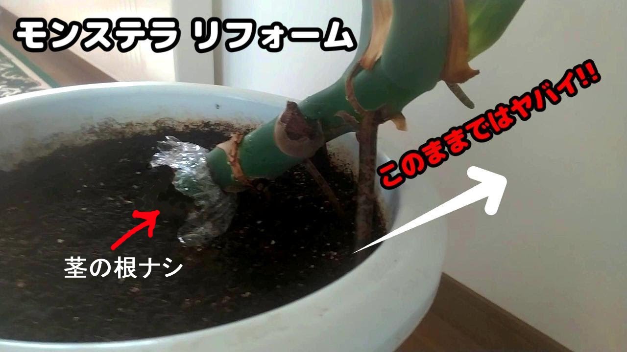 まるで里芋な観葉植物モンステラ再生方法!放置すると倒れるし根が絡むのでこうやってみたら。