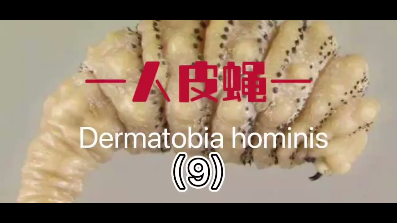 可怕的人皮蝇 - YouTube