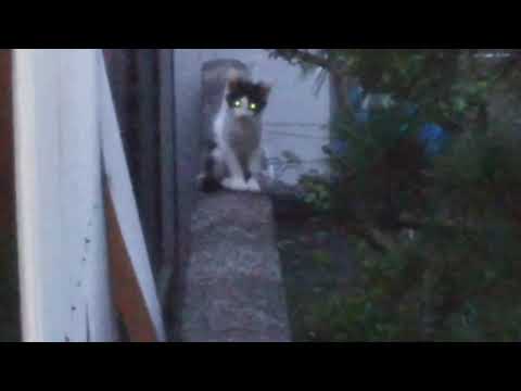 隣の野良猫さん子猫 目からビーム