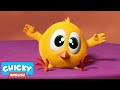 Where's Chicky? Funny Chicky 2021 | THE CUTEST | Chicky Cartoon in English for Kids