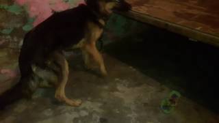 Avinash Tusham Jrman Female 8 Month