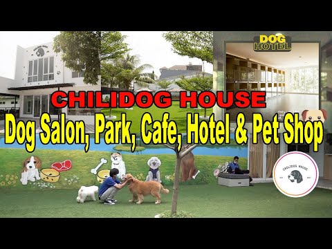 Video: Menginap Di Hotel Mississippi Ini Dan Mengadopsi Anjing Pelindung Di Checkout