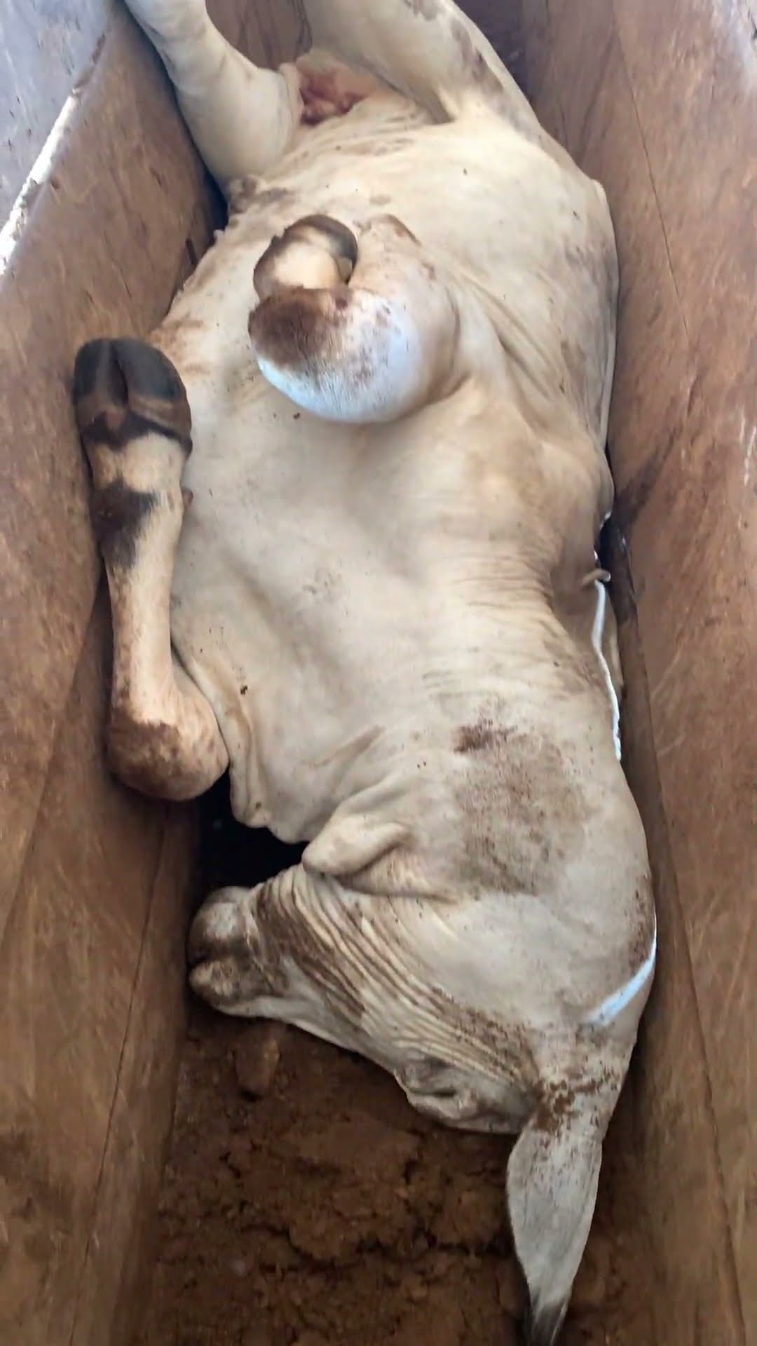 Farmer Finds His Cow Stuck Upside Down