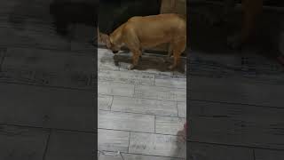 THE DOG IS LICKING THE FLOOR!!! WHY IS SHE DOING THIS!!! #funny #dog #american #cute