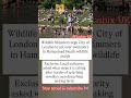 “UK Wildlife Warning After Swimmers Flood Popular Ponds!”#youtubeshorts #uknews #viralnews