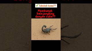 Fakta unik kalajengking