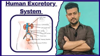 Excretory System/Life process diagram Explanation class 10 biology NCERT/NCERT CLASS 10