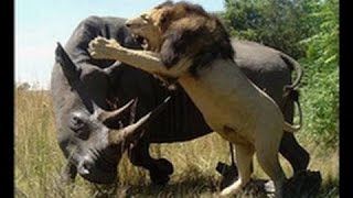 Download lagu Lion Vs Rhino DOKUMENTARY 2014 Lion Vs Rhino DOKUMENTARY 2014