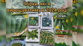 Насіння огірків, які  вирощуватиму в 2024 році