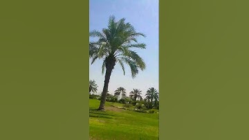 سورة #الكهف #الجمعة #تلاوة
