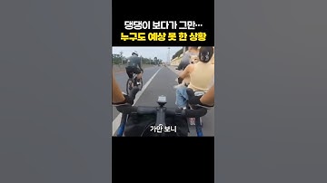 "댕댕이만 보려 했을 뿐인데..." 한눈 판 남자의 최후