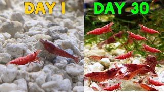 How many Cherry Shrimp in 30 days! Breeding Neocaridina for Profit