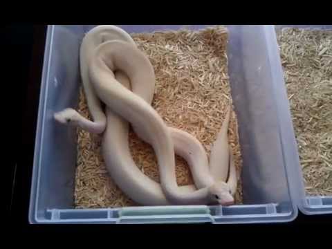 pikachu pokemon Ivory ball python pair