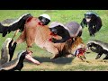 Cold Assassin! Lion Lost Miserably In The Battle With The Honey Badger► Honey Badger Attack