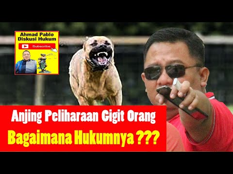 Video: Adakah anjing menggigit pemiliknya?