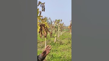 #papaya plant ☘️🌵🌵 safe in winter ❄️❄️❄️☃️ session #salphar ka spry