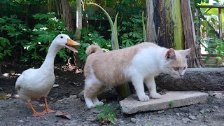 This cat is always escorted by a loyal white duck angel. Cute animal videos🦢🐈👍 by Cat kucing 240 views 7 hours ago 8 minutes, 13 seconds